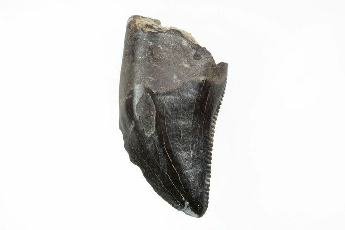 Serrated, Theropod (Raptor) Tooth - Judith River Formation #217186